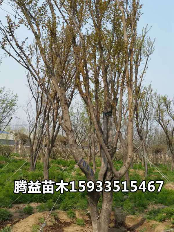 丛生茶条槭 
