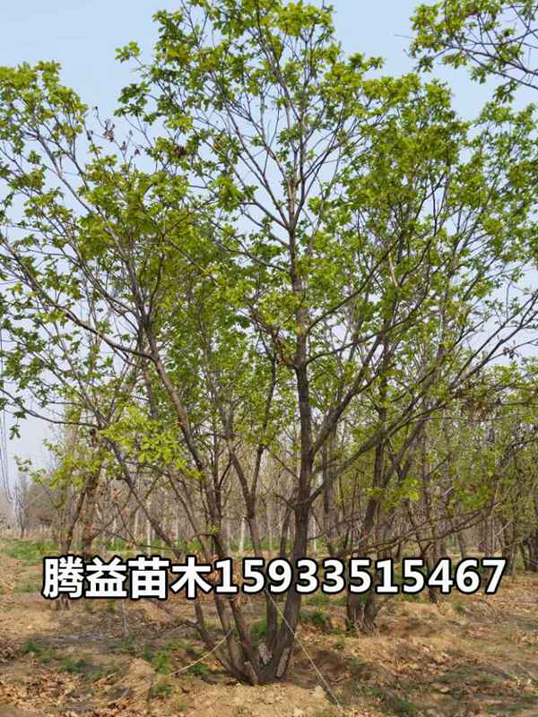 丛生蒙古栎 